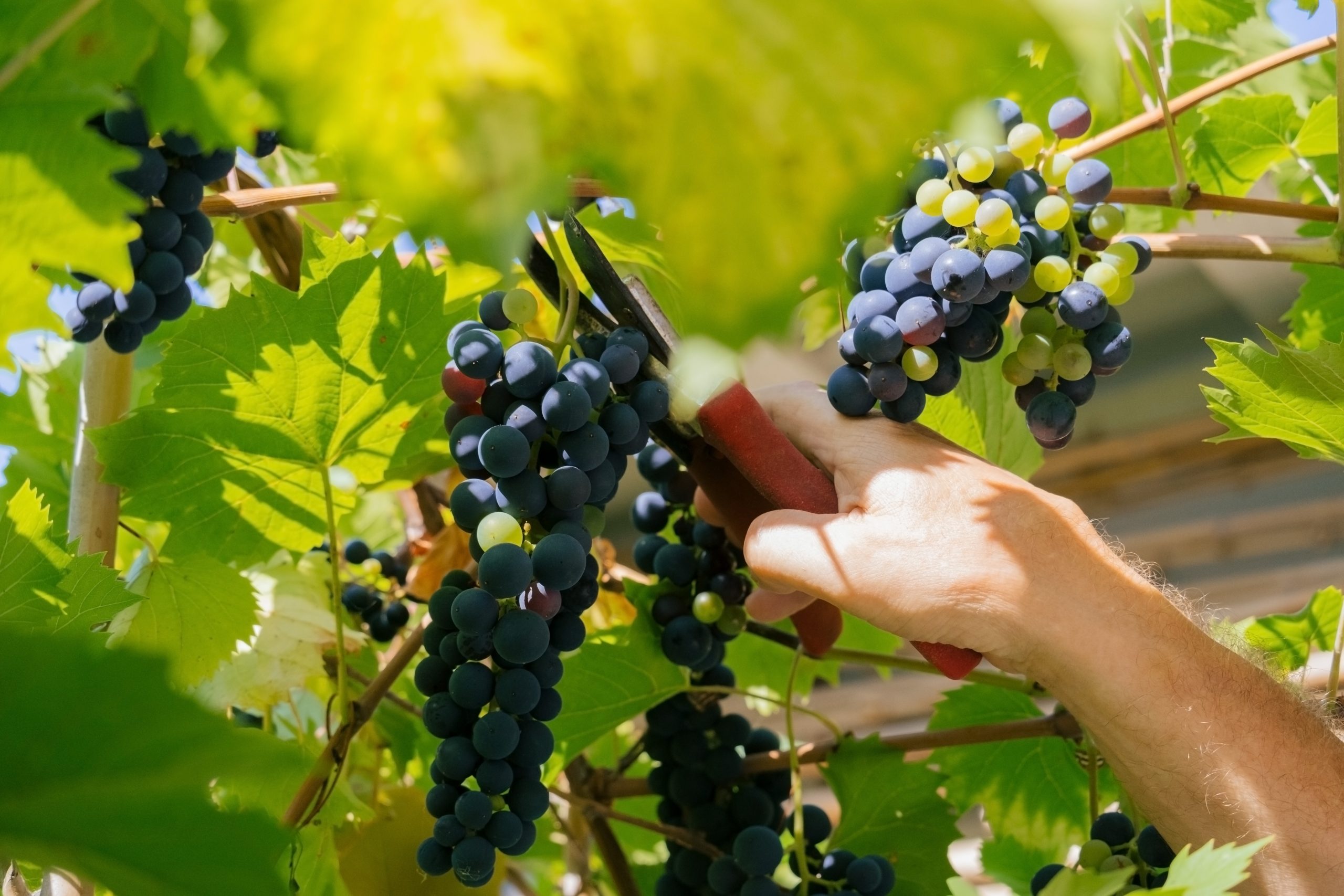 El Syrah, una cepa que cada día gana más popularidad
