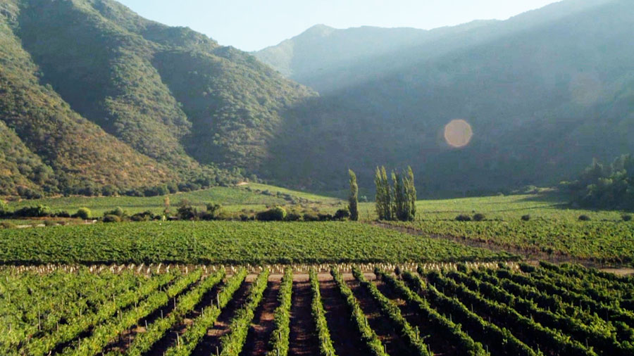 Viña Tarapacá se consolida como líder en sustentabilidad y biodiversidad en la industria vitivinícola